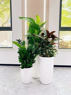 宁波北仑绿化养护有啥门道？这里全揭秘！